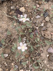 Malvella leprosa