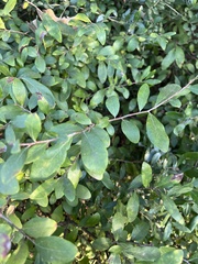 Vaccinium arboreum