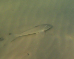 Menticirrhus littoralis