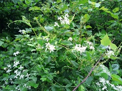 Clematis terniflora mandshurica