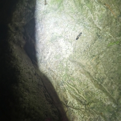 Diplatys