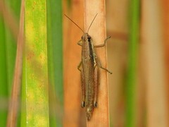 Paroxya