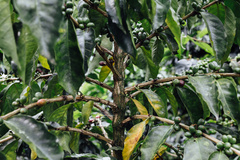 Coffea arabica
