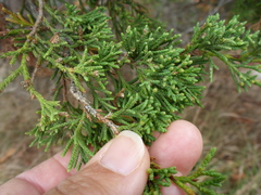 Chamaecyparis thyoides