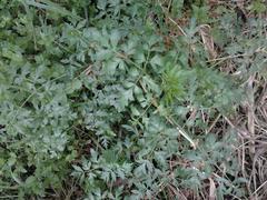 Laserpitium latifolium