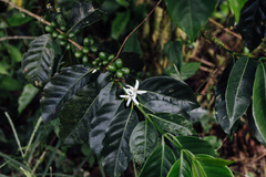 Coffea arabica
