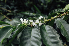 Coffea arabica