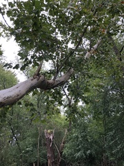 Platanus occidentalis