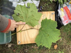 Platanus occidentalis