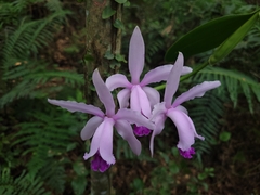Cattleya intermedia