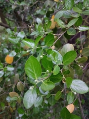Quillaja saponaria