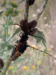 Tragidion densiventre