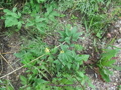 Clematis serratifolia