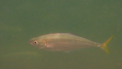 Oligoplites saurus