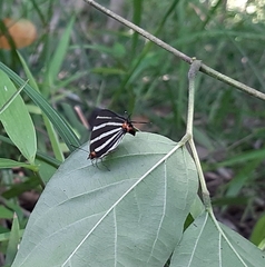 Panthiades bathildis