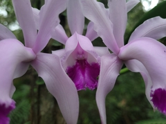Cattleya intermedia
