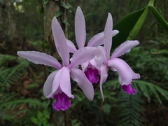 Cattleya intermedia