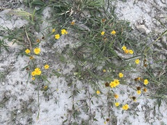 Senecio inaequidens