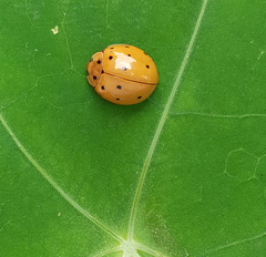 Harmonia sedecimnotata