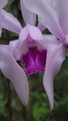 Cattleya intermedia