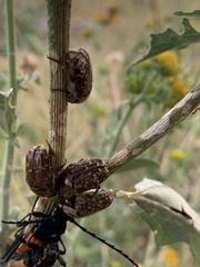 Euphoria leucographa