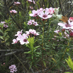 Adenandra marginata marginata