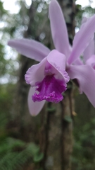 Cattleya intermedia