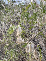 Colutea arborescens