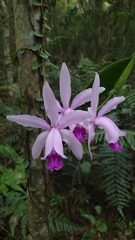 Cattleya intermedia
