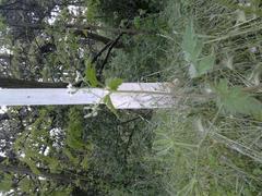 Chaerophyllum temulum