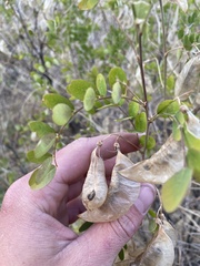Colutea arborescens