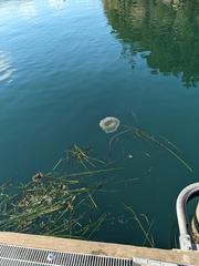 Phacellophora camtschatica