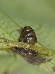 Pupilloidea