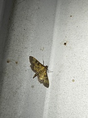 Diacme elealis
