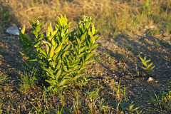 Asclepias viridis