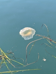 Phacellophora camtschatica