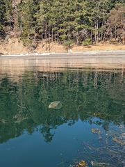 Phacellophora camtschatica