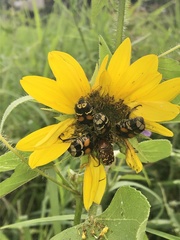 Euphoria leucographa