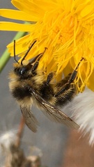 Bombus vancouverensis