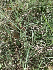 Agrostis gigantea