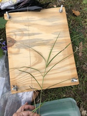 Agrostis gigantea