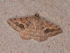 Frederickia s-signata