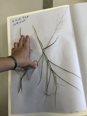 Agrostis gigantea