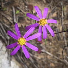 Senecio arenarius