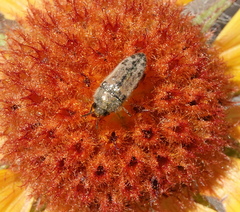 Acmaeodera