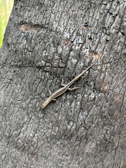 Cryptoblepharus