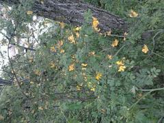 Hippocrepis emerus emeroides