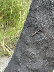 Cryptoblepharus
