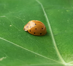 Harmonia sedecimnotata