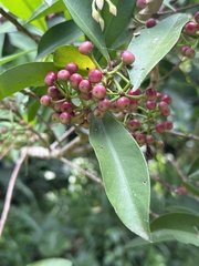 Ardisia squamulosa